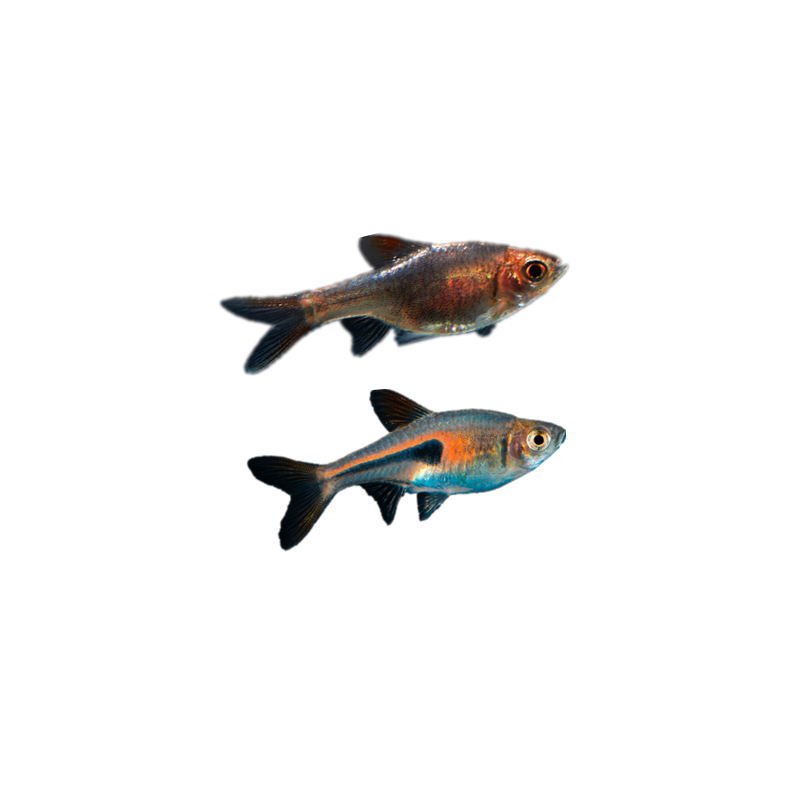 大三角燈魚紫三角燈魚金正三角燈魚紅綠燈群游魚淡水活體熱帶魚