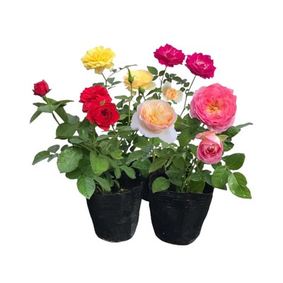 果汁阳台月季盆栽花苗特大玫瑰