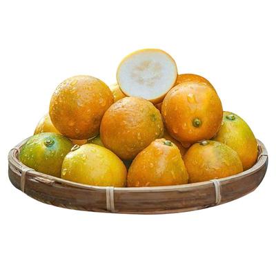 融安脆蜜金柑【第三代】顺丰包邮