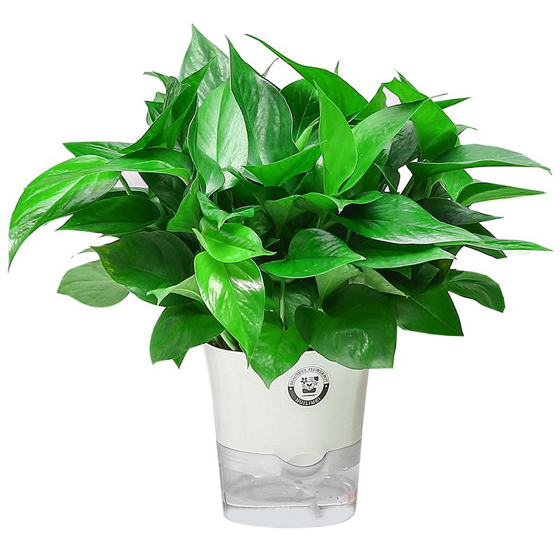 绿萝盆栽室内植物花卉绿植水培长藤垂吊大叶绿箩新房家用净化空气