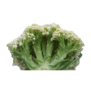 花椰菜白绿梗小米花蔬菜种子龙之子种业金生小米90天花菜籽