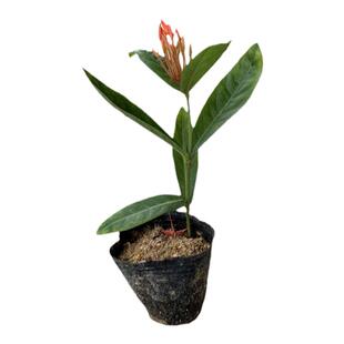 热销花卉龙船花苗五彩龙船花大王龙船花百日红庭院阳台盆栽小苗