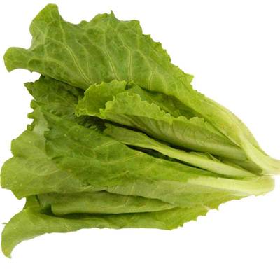 脆甜玻璃生菜种子沙拉青菜四季播