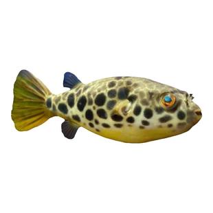 毛毛狗头斑马金钱河豚潜水艇精品好养淡水活体凶猛热带观赏鱼特价