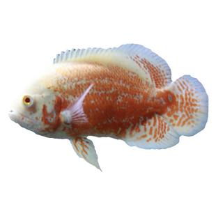 地图鱼观赏鱼大黑地图鱼火血麒麟地图鱼热带观赏鱼猪仔奥图鱼淡水