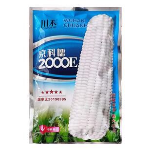 京科糯2000E白色玉米种籽糯水果玉米种子四季超甜粘农家包谷春播