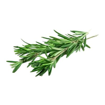 迷迭香种子香草香料Rosemary