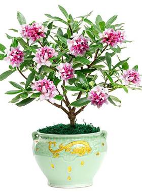 红背椒草多肉植物组合花卉室内外