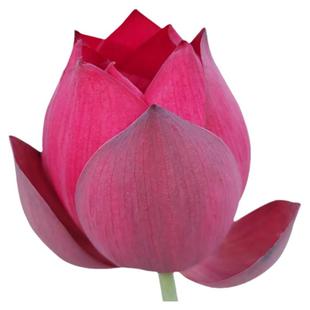 古典红色大型荷花种藕根碗莲花苗种子室内阳台庭院鱼池植物睡莲苗