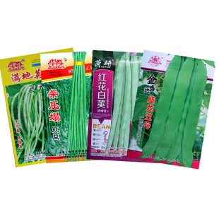 长豆角种子豇豆种籽春秋播种四季豆芸豆无架豆角籽豆角种蔬菜种子
