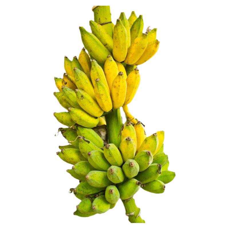 云南野芭蕉 绿色健康 老品种（西贡蕉 ）丑芭蕉 无农残 顺丰陆运