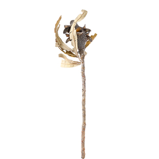 进口孟席斯佛塔心小众个性天然植物干花摆件装饰插花标本永生花