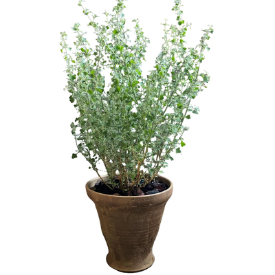 银叶仓鼠多年生灌木绿植物