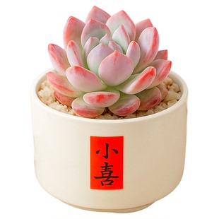 多肉植物小盆栽幼儿园组合绿植花卉名贵稀罕品种仙人球室内好养