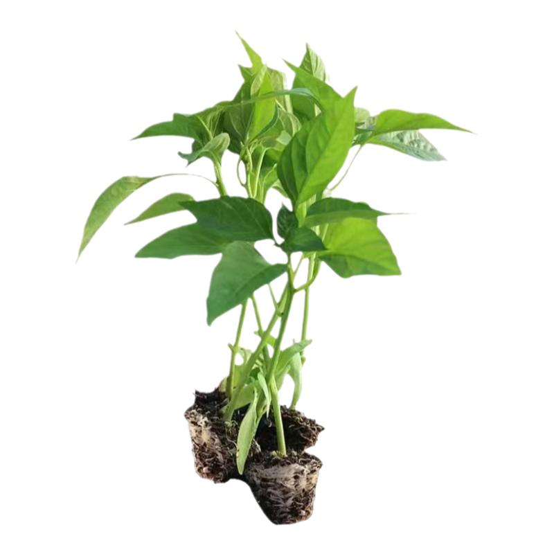 薄皮皱皮辣椒种子薄皮辣椒种子泡椒春季夏四季高产盆栽蔬菜种籽孑