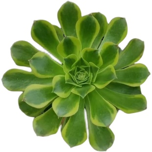 法师锦铜壶锦美杜莎红覆轮嘉年华翡翠冰水墨画单头多头多肉植物