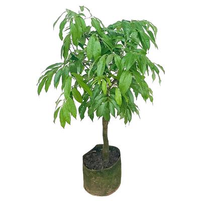 荔枝树苖无核桂味果盆栽妃