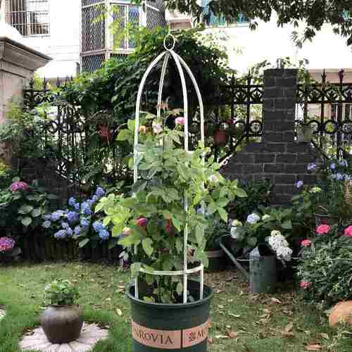 现货柱形爬藤架园艺支架植物攀爬架丝瓜黄瓜月季铁线莲架子