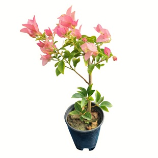 阿奴娜三角梅带花发货老桩爬藤植物绿植花卉盆栽勤花易养庭院阳台