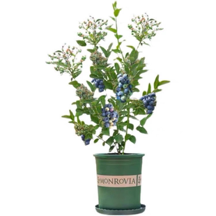 蓝莓树果苗l25盆栽特大号f6蓝莓苗南方北方种植奥尼尔 蓝梅树树苗