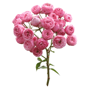 海蒂的花园  艾拉绒球直立月季抗病勤花阳台庭院花卉植物盆栽花苗