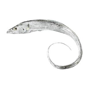 遇上鲜舟山海钓带鱼东海小眼睛刀鱼新鲜冷冻非雷达网带鱼段油带鱼