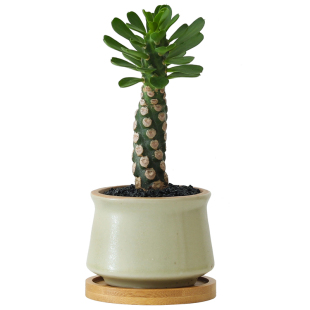 霸王鞭盆栽多肉植物办公桌面工位绿植室内客厅懒人好养仙人掌盆景