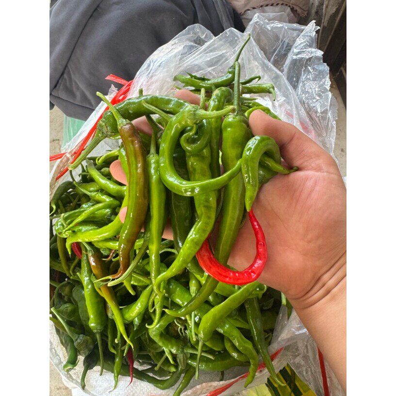 农家土辣椒新鲜邳州勾椒薄皮特辣香辣辣椒小螺丝椒皱皮椒1.5-4.5