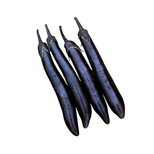 茄子苗绿长茄圆茄白烧烤茄秧四季盆栽精选种子种籽发货菜苗子基地