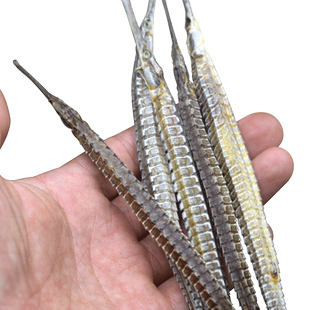 海龙干货8条海龙中药材正品大海龙海龙公母新货六角海龙干泡酒