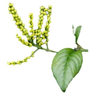 2025年新茶浓香型新茶祁门红茶珠兰花红茶高端花茶清幽兰花香