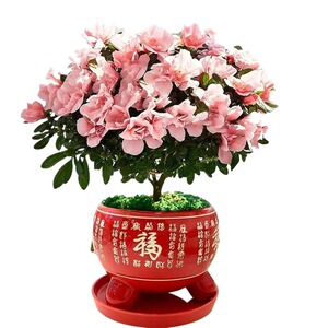 四季杜鹃花盆栽带花苞红杜鹃花树苗老桩长寿花卉室内开花植物好养