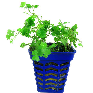 天湖葵水草活体鱼缸装饰淡水植物天胡荽种子水族箱懒人布前景水草