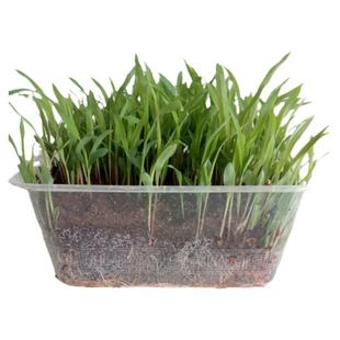 多年生牧草种籽高丹王草种籽苏丹草草籽鸭鹅牛羊鱼草种籽四季高产