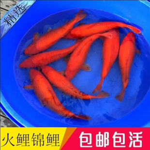 纯红锦鲤活鱼精品纯种火鲤锦鲤鱼苗火红观赏鱼冷淡水