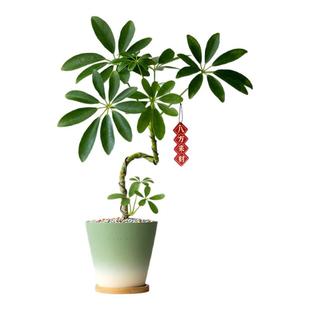 造型鸭脚木盆栽室内八方来财绿植办公室花卉桌面植物鸭掌木四季