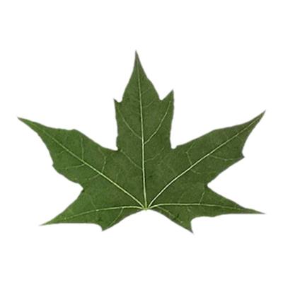 天然树叶diy幼儿园植物标本