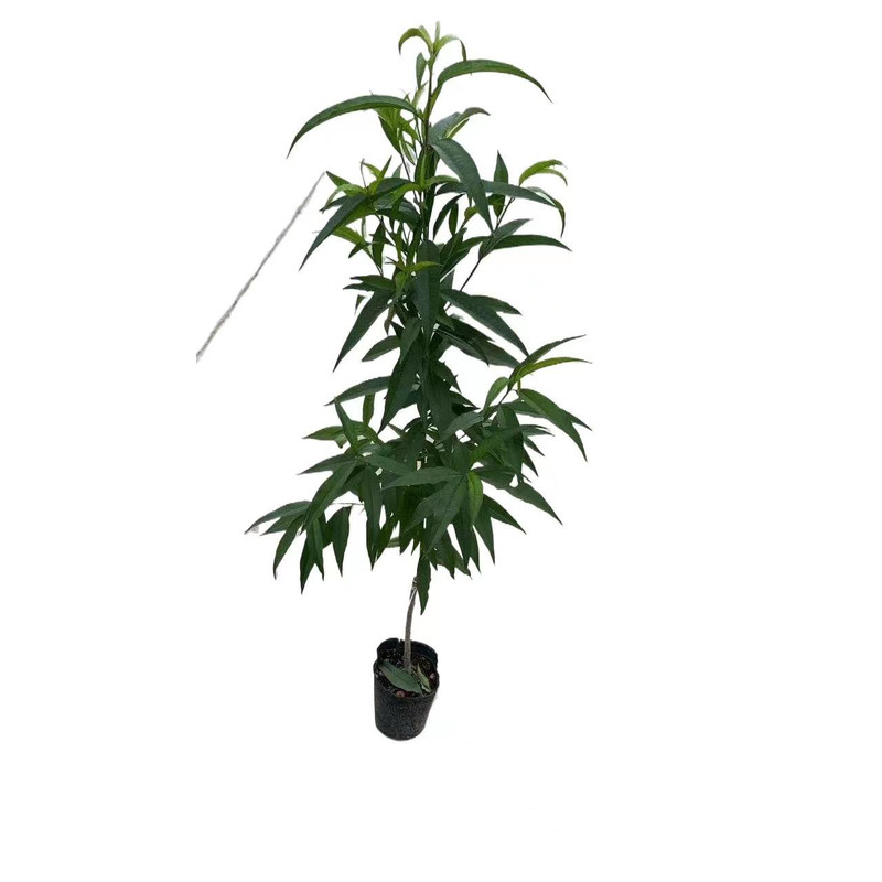 鹰嘴桃树苗嫁接脆甜南北可种