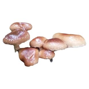 正宗云南特产野生菌鲜货野生香菌菇纯天然新鲜采摘发货当季食材