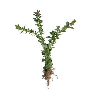 耐热满天星花苗细叶萼距花红花满天星别墅园林绿化苗庭院花卉杯苗