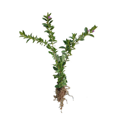 满天星耐热别墅园林绿化花卉苗