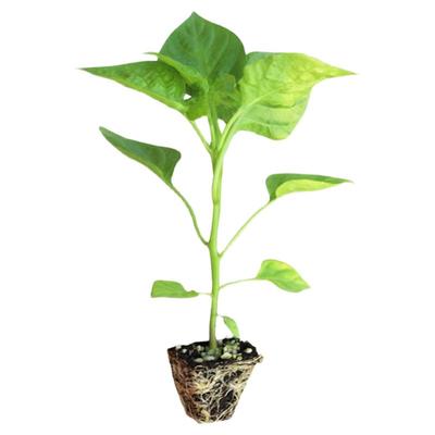 菜苗辣椒苗秧苗南方四季阳台盆栽