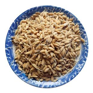 带壳水稻带皮稻米大米稻谷谷物五谷杂粮东北农家自种新粮食稻子