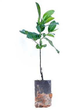 菠萝蜜苗南方果树苗嫁接苗