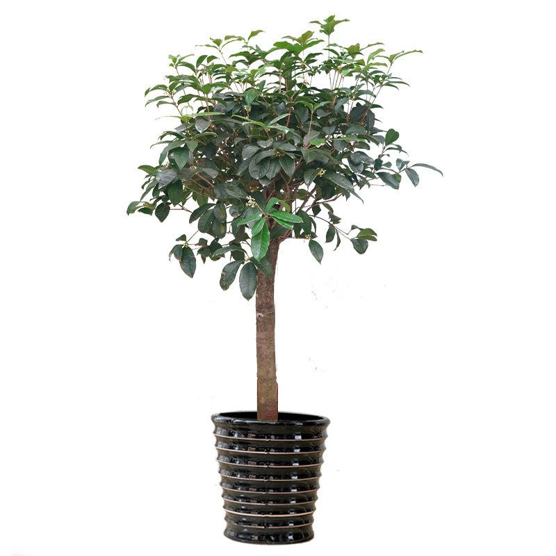 盆栽浓香型耐寒植物客厅庭院植物