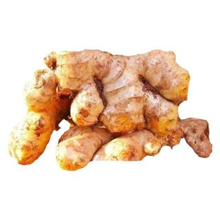 小黄姜新鲜现挖生姜农家自种老姜生姜云南特产老黄姜可食用小生姜