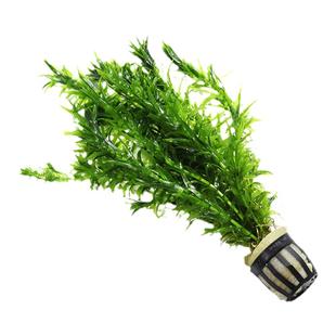 鱼缸造景中后景真水草活体蜈蚣草绿菊花装饰金鱼藻类植物增氧净水