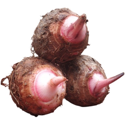 【8090后的回忆】广西荔浦红芽芋