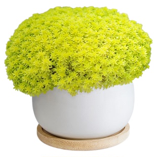 黄金万年草绿植多肉植物组合小盆栽盆景高端稀有品种精品群生多头