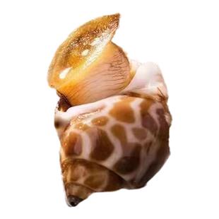 花螺鲜活新鲜海螺特大号海鲜水产鲜活鲜冻冷冻东风螺特大花螺贝类